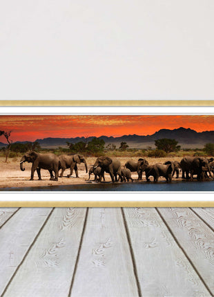 Herd of Elephants in African Savannah, at sunset. Panoramic framed picture print