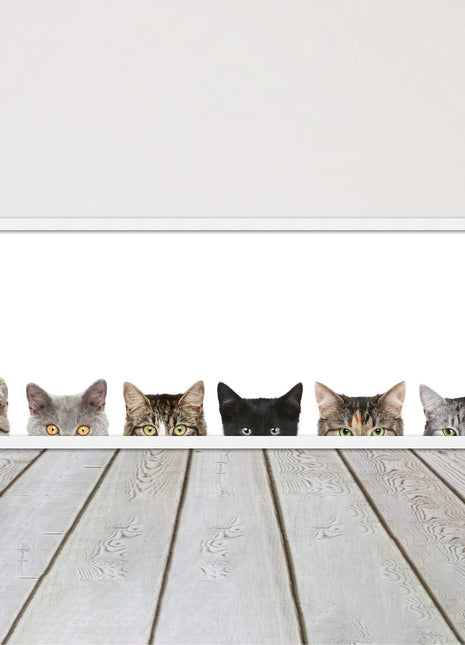 peeping kitten cats funny framed picture print panoramic choice of frame colour