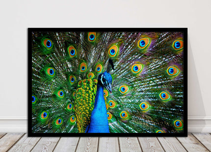 Peacock. Framed picture with choice of frame colours and options.
