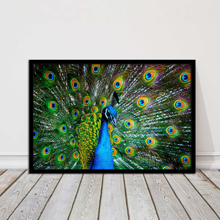 Peacock. Framed picture with choice of frame colours and options.