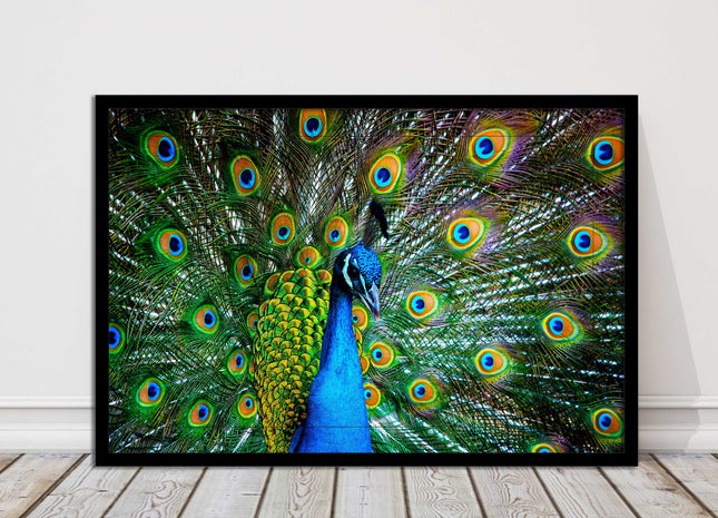 Peacock. Framed picture with choice of frame colours and options.