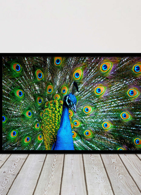 Peacock. Framed picture with choice of frame colours and options.