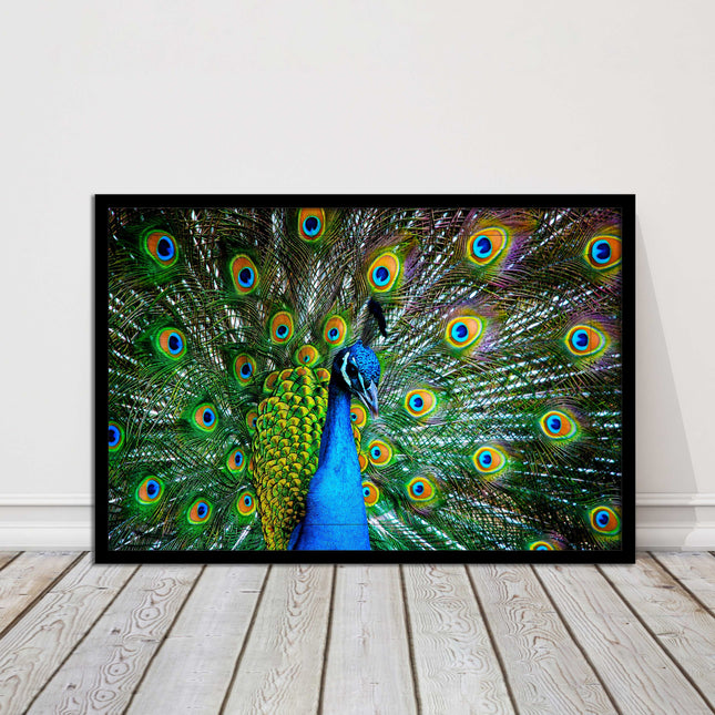 Peacock. Framed picture with choice of frame colours and options.