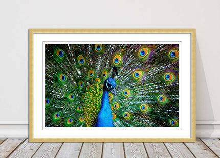 Peacock. Framed picture with choice of frame colours and options.