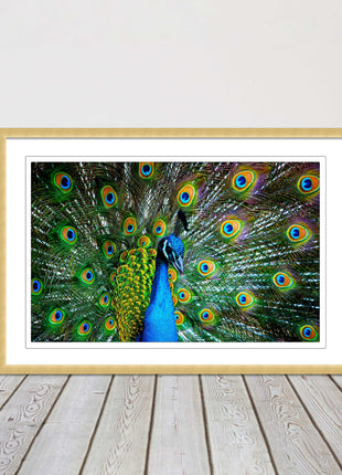 Peacock. Framed picture with choice of frame colours and options.