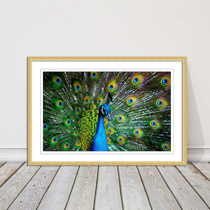 Peacock. Framed picture with choice of frame colours and options.