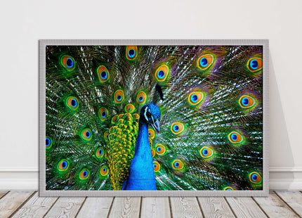 Peacock. Framed picture with choice of frame colours and options.