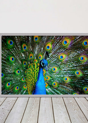 Peacock. Framed picture with choice of frame colours and options.