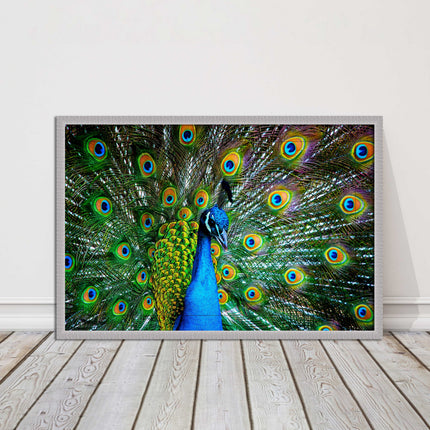 Peacock. Framed picture with choice of frame colours and options.