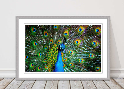 Peacock. Framed picture with choice of frame colours and options.