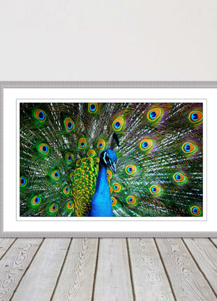 Peacock. Framed picture with choice of frame colours and options.