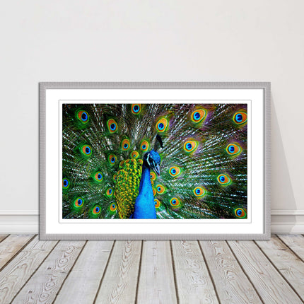 Peacock. Framed picture with choice of frame colours and options.