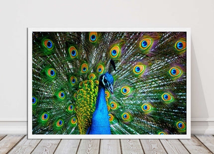 Peacock. Framed picture with choice of frame colours and options.