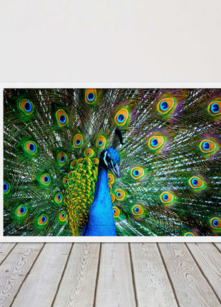 Peacock. Framed picture with choice of frame colours and options.