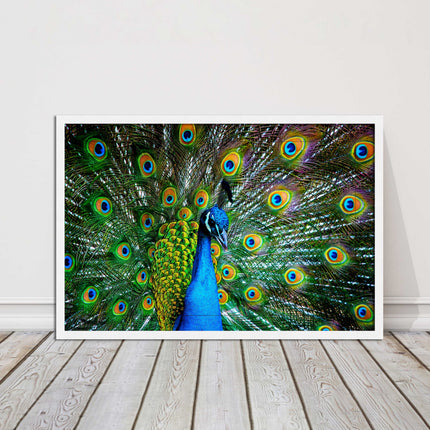 Peacock. Framed picture with choice of frame colours and options.