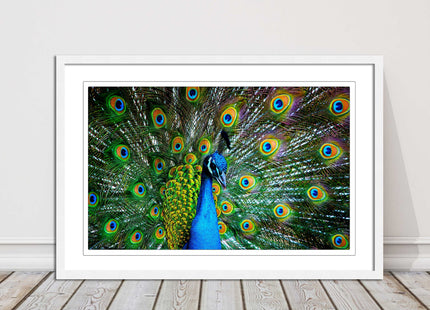 Peacock. Framed picture with choice of frame colours and options.