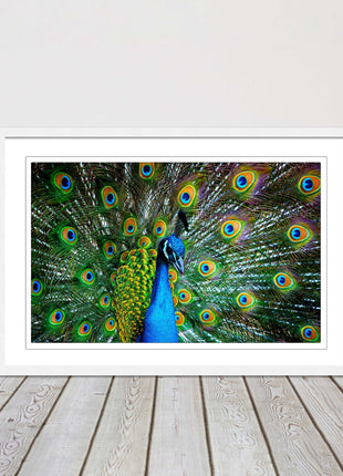 Peacock. Framed picture with choice of frame colours and options.