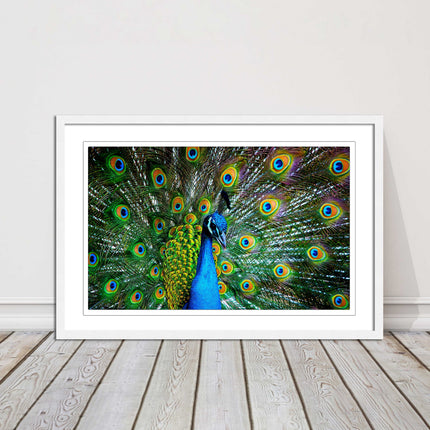 Peacock. Framed picture with choice of frame colours and options.