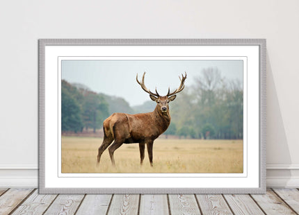 Stag in an Autumn forest. Framed picture with choice of frame colours.