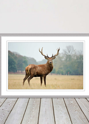 Stag in an Autumn forest. Framed picture with choice of frame colours.