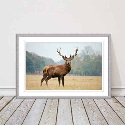 Stag in an Autumn forest. Framed picture with choice of frame colours.