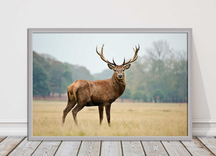 Stag in an Autumn forest. Framed picture with choice of frame colours.