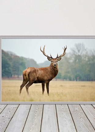 Stag in an Autumn forest. Framed picture with choice of frame colours.