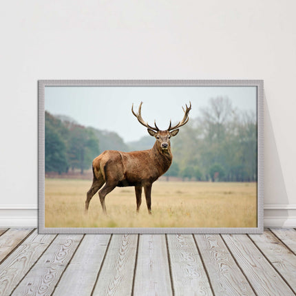 Stag in an Autumn forest. Framed picture with choice of frame colours.