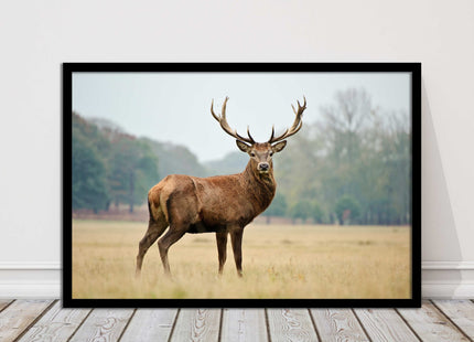 Stag in an Autumn forest. Framed picture with choice of frame colours.