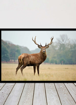 Stag in an Autumn forest. Framed picture with choice of frame colours.