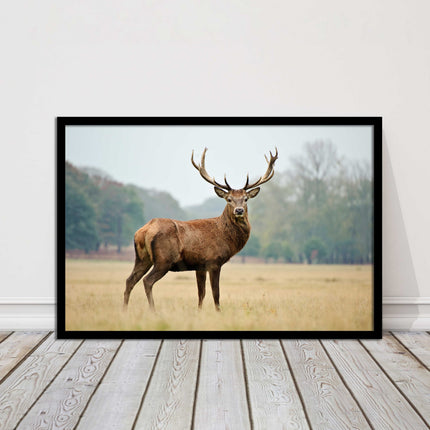 Stag in an Autumn forest. Framed picture with choice of frame colours.