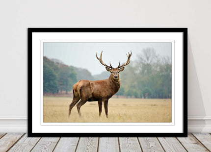 Stag in an Autumn forest. Framed picture with choice of frame colours.