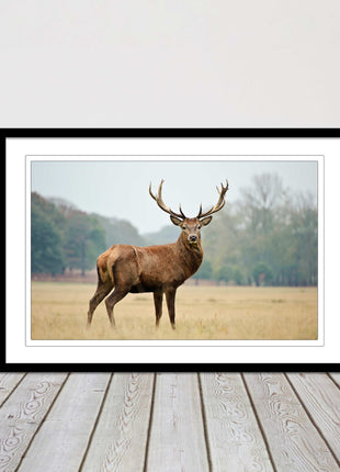 Stag in an Autumn forest. Framed picture with choice of frame colours.