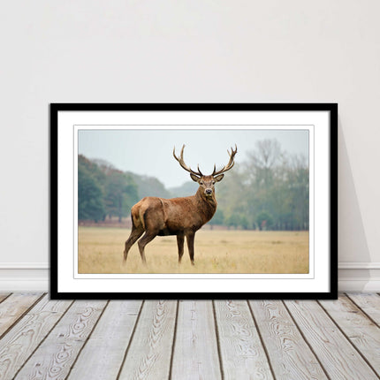 Stag in an Autumn forest. Framed picture with choice of frame colours.