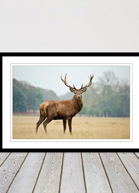Stag in an Autumn forest. Framed picture with choice of frame colours.