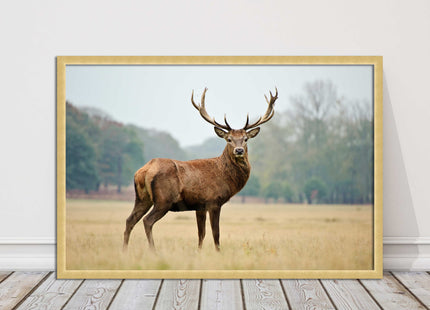 Stag in an Autumn forest. Framed picture with choice of frame colours.