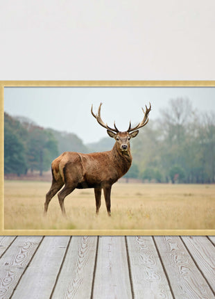 Stag in an Autumn forest. Framed picture with choice of frame colours.