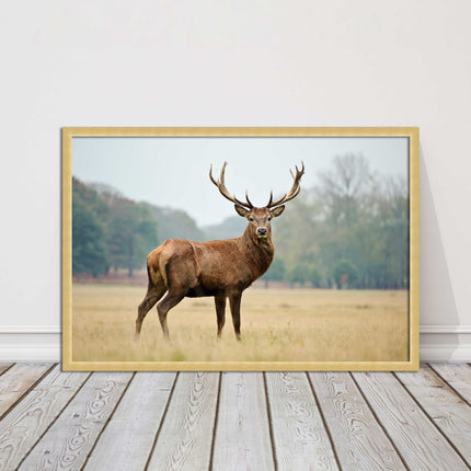 Stag in an Autumn forest. Framed picture with choice of frame colours.