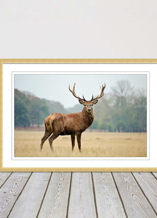 Stag in an Autumn forest. Framed picture with choice of frame colours.