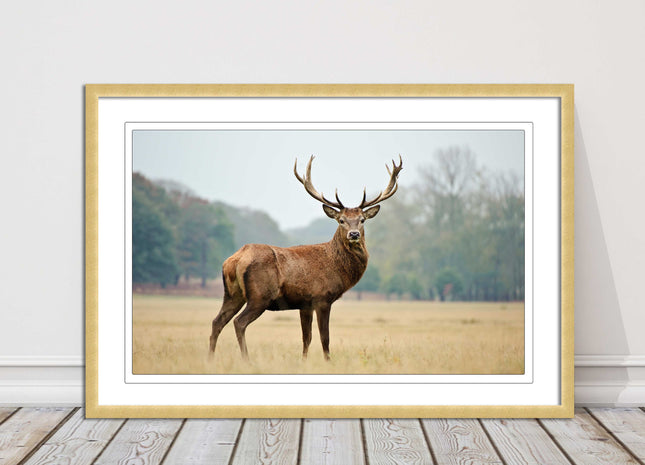 Stag in an Autumn forest. Framed picture with choice of frame colours.