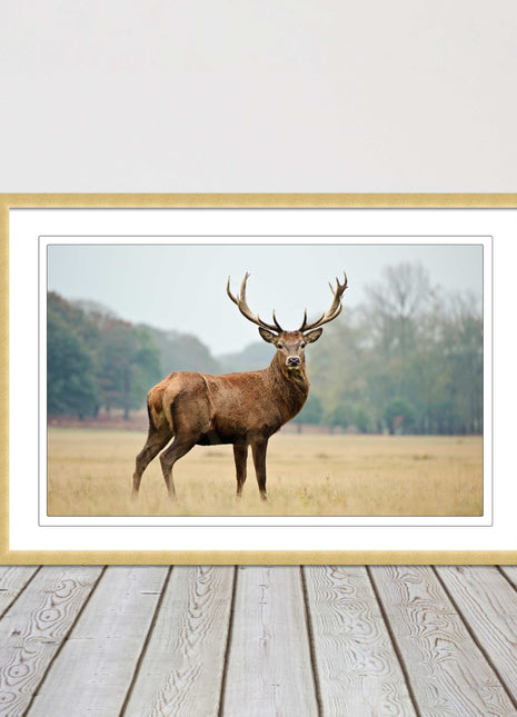 Stag in an Autumn forest. Framed picture with choice of frame colours.