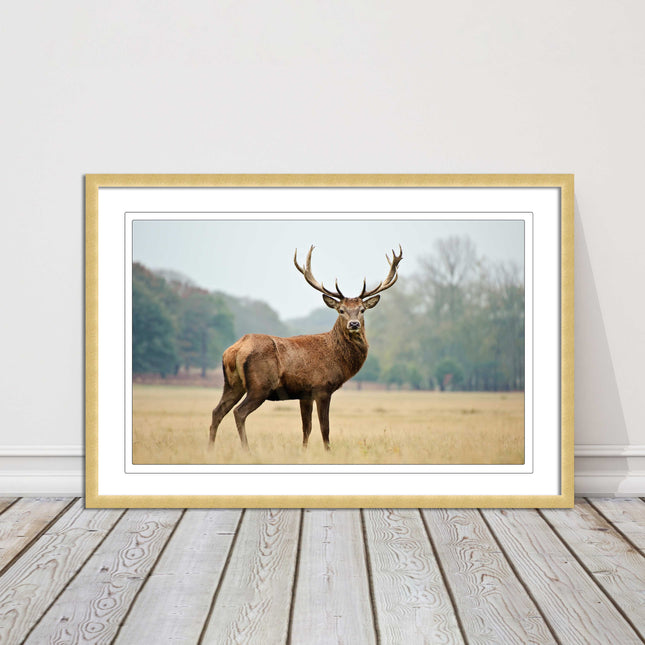 Stag in an Autumn forest. Framed picture with choice of frame colours.