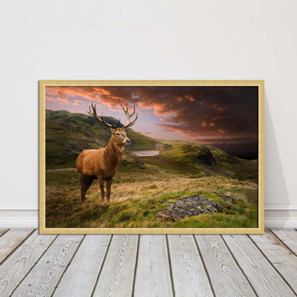 Stag in an Autumn forest sunset. Framed picture with choice of frame colours.