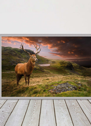 Stag in an Autumn forest sunset. Framed picture with choice of frame colours.