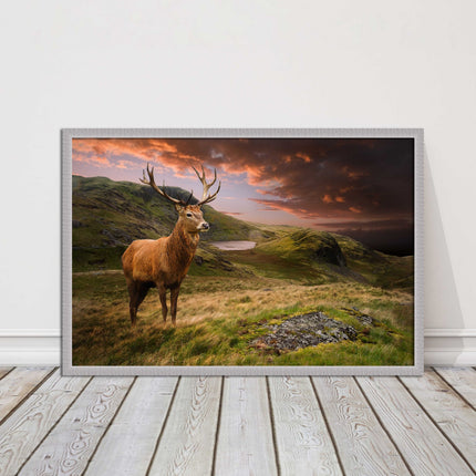 Stag in an Autumn forest sunset. Framed picture with choice of frame colours.