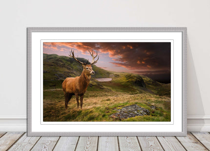 Stag in an Autumn forest sunset. Framed picture with choice of frame colours.