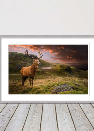 Stag in an Autumn forest sunset. Framed picture with choice of frame colours.