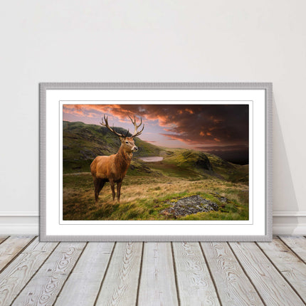 Stag in an Autumn forest sunset. Framed picture with choice of frame colours.