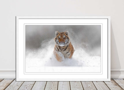 Tiger running through snow Framed picture choice of frame colours and options.