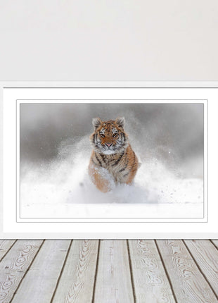 Tiger running through snow Framed picture choice of frame colours and options.